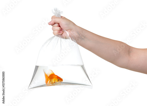 A woman's hand holds a clear plastic bag filled with water, containing a small orange goldfish, isolated on white background. File contains a path to isolation.