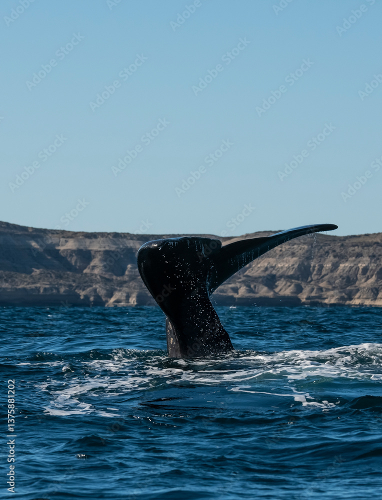 Obraz premium Sohutern right whale tail,Peninsula Valdes, Chubut, Patagonia,Argentina