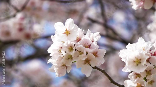 桜01