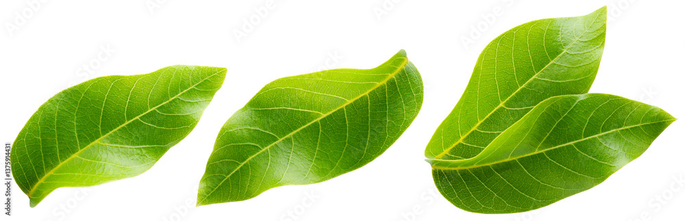 Walnut leaf isolated png. Green walnut leaf on white or transparent background. Flat lay leaves no background. Top view nut leaves collection. Full depth of field. Walnut leaf isolated png. Green walnut leaf on white or transparent background. Flat lay leaves no background. Top view nut leaves collection. Full depth of field.