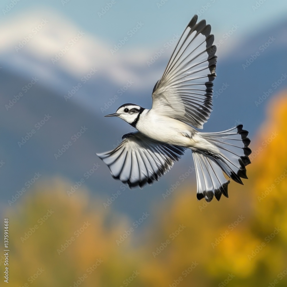 Obraz premium Majestic bird in flight with striking black and white plumage against a blurred natural backdrop