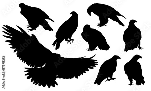 Set of silhouettes of golden eagles Aquila chrysaetos. Golden eagles sitting and flying. Wild bird of prey of the Northern Hemisphere. Realistic vector animal