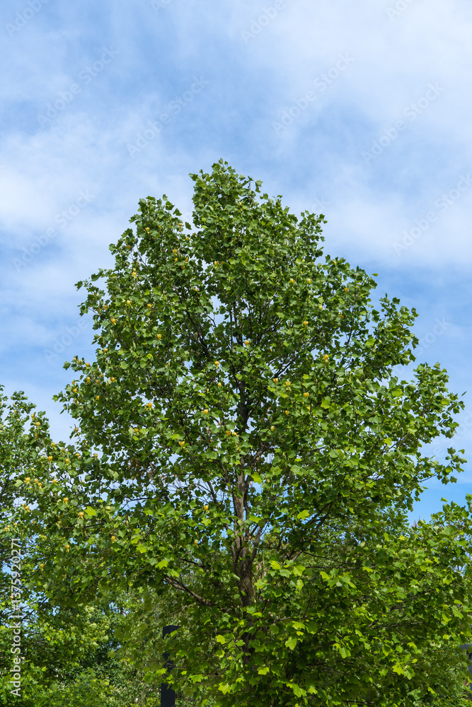 Fototapeta premium Galitsky Public Park - 2024. In city park of Krasnodar there are tulip trees (Liriodendron tulipifera), called Tuliptree, American or Tulip Topol. Flowers against a background of blue spring sky