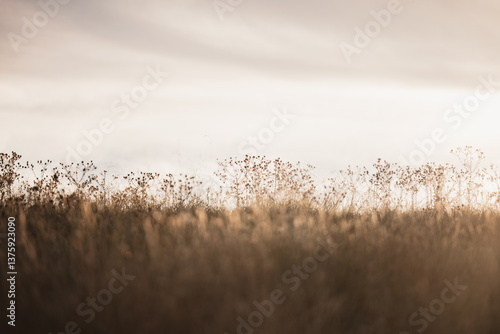 Wild grasses illuminated by golden afternoon light in rural Australia