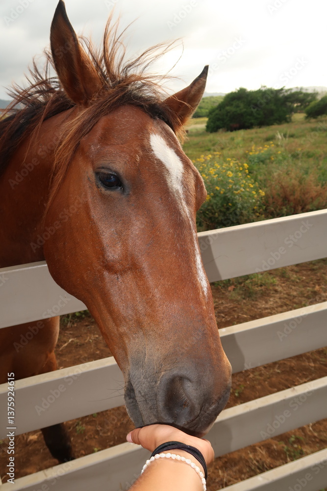 Fototapeta premium Majestic Horse being fed in a tropical field at sunset. 