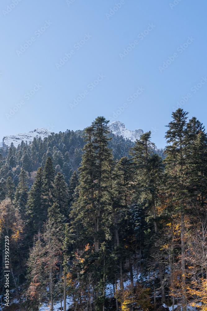 Evergreen plants create beauty of mountain landscape. At foot of mountains, on steep cliffs, pine and spruce trees grow. Sunny day. Autumn 2024. Karachay-Cherkessia. Dombay. Evergreen plants create beauty of mountain landscape. At foot of mountains, on steep cliffs, pine and spruce trees grow. Sunny day. Autumn 2024. Karachay-Cherkessia. Dombay.