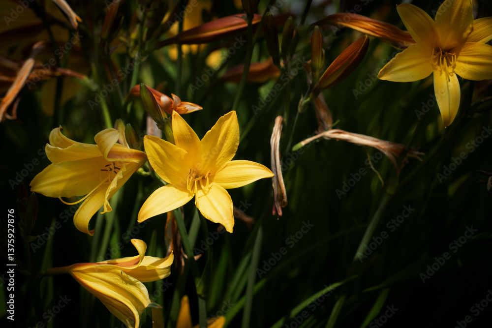 Fototapeta premium Hemerocallis. Yellow daylily flowers on a dark green background.