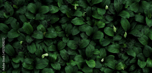 Fototapeta Naklejka Na Ścianę i Meble -  abstract green leaf texture, nature background, tropical leaf	