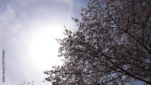 桜と太陽