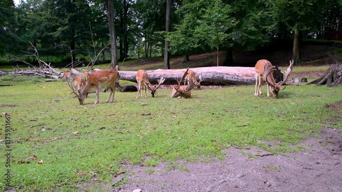 A Group Of Deer Grazing on Grass in a Peaceful Forest Setting