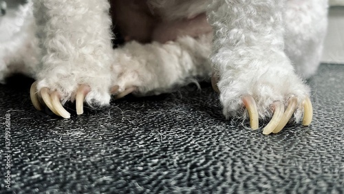 Untrimmed Dog Nails on Grooming Table. high-resolution image showing a small dog’s paws with long, curled nails, emphasizing the risks of neglected pet grooming and the need for regular nail maintenan