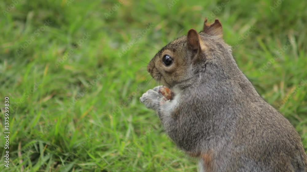 Grey Squirrel Eating In Slow Motion Standing Up In Grass Garden Daytime Close Up Borehamwood Hertfordshire UK Grey Squirrel Eating In Slow Motion Standing Up In Grass Garden Daytime Close Up Borehamwood Hertfordshire UK