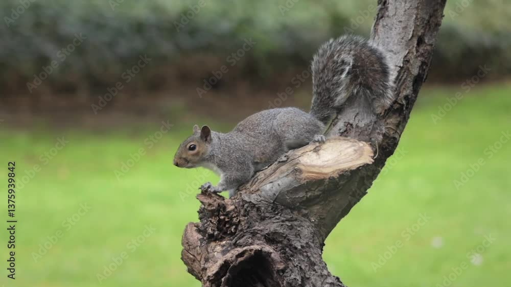 Grey Squirrel Perched Very Still On Tree Trunk Garden Daytime Slow Motion Borehamwood Hertfordshire UK Grey Squirrel Perched Very Still On Tree Trunk Garden Daytime Slow Motion Borehamwood Hertfordshire UK