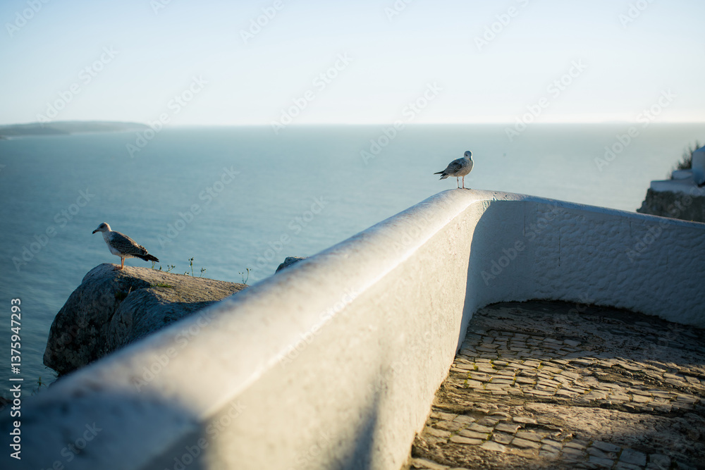 Seagulls perched on a parapet of a promenade leading to the ocean in Nazaré, Portugal.