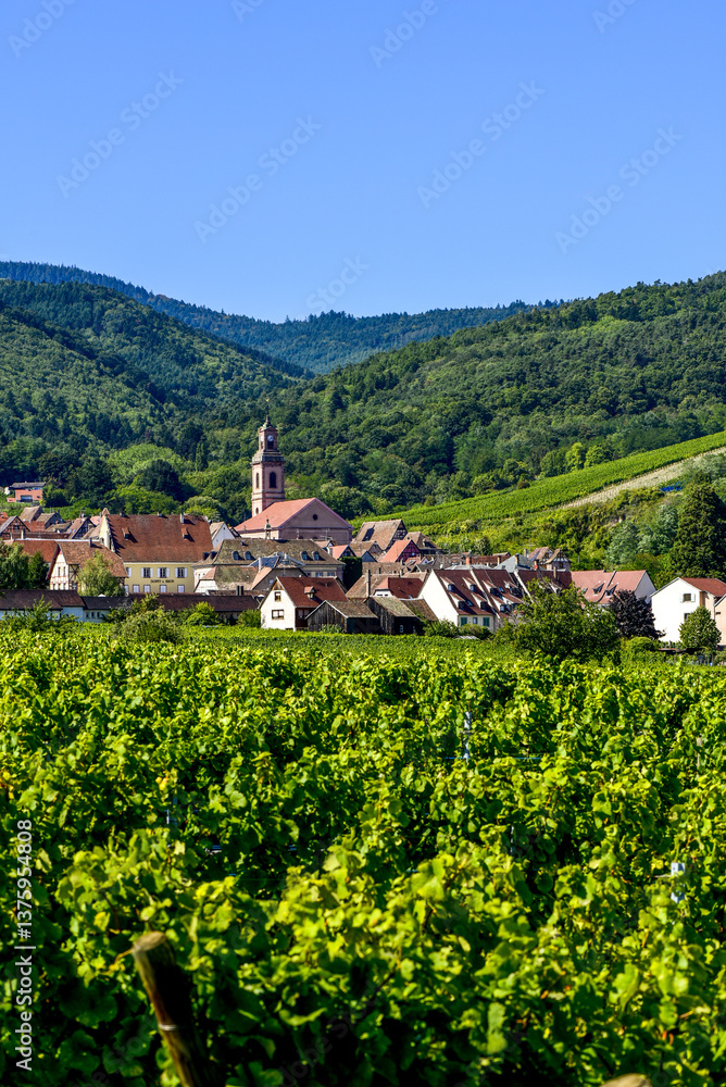 Ensisheim, Vine Growing Region Alsace, France