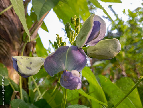 purple orchid flower