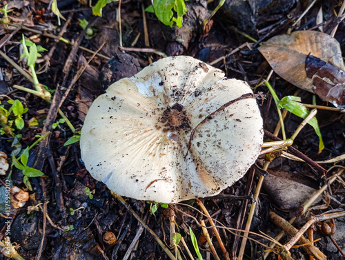 mushroom in the forest