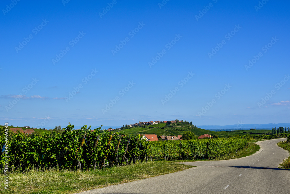 Ensisheim, Vine Growing Region Alsace, France
