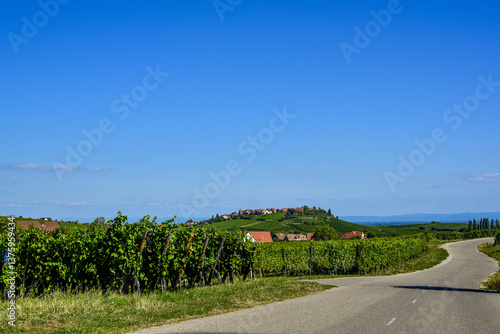 Obraz na płótnie Ensisheim, Vine Growing Region Alsace, France w salonie