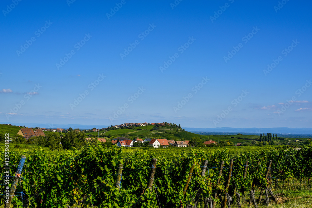 Ensisheim, Vine Growing Region Alsace, France
