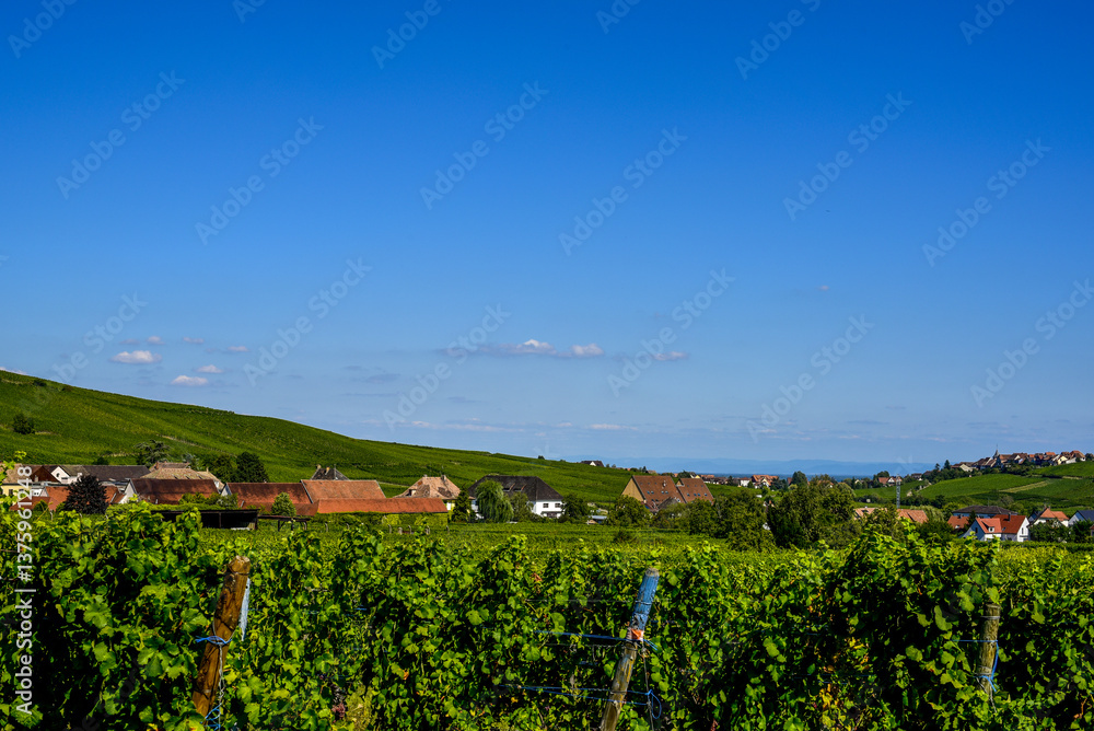 Ensisheim, Vine Growing Region Alsace, France