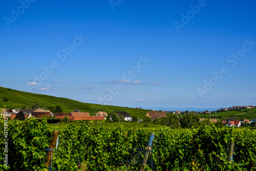 Obraz na płótnie Ensisheim, Vine Growing Region Alsace, France w salonie