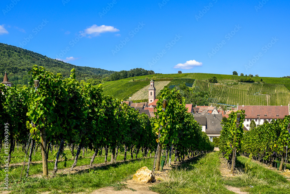 Ensisheim, Vine Growing Region Alsace, France
