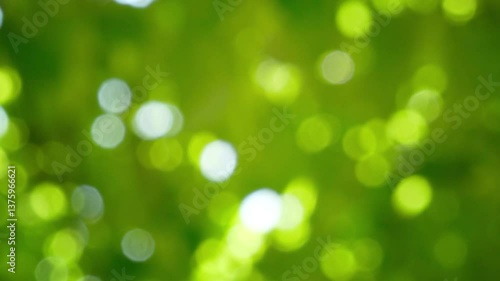 abstract spring forest background with real bokeh lights from fresh green tree leaves, sunny springtime nature scene with copy space