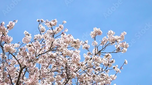 桜02