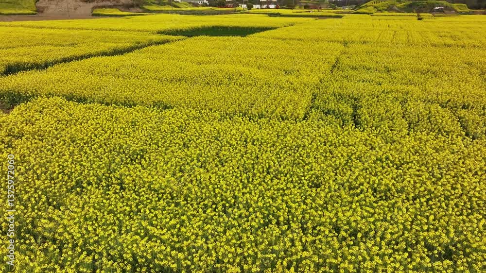 A vast field of golden rapeseed flowers in the countryside