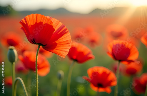Red poppy against a background of a poppy field in blur. Symbol of Memorial Day in the USA.