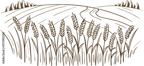 Wheat field drawing rural landscape with harvested crops and scenic countryside views