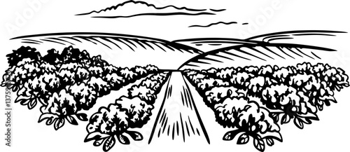 Scenic vineyard landscape illustration with rolling hills and cloudy sky