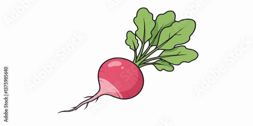 Radish Sketch Outline, Vector Illustration of Fresh Vegetable