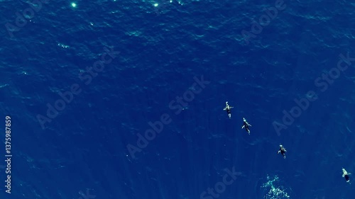 Flock of killer whales or penguins swimming, wild animals icy water Arctic, Antarctica, Norway wildlife. Ice landscape winter nature cold ocean marine mammals. Tourism travel adventure, aerial view.