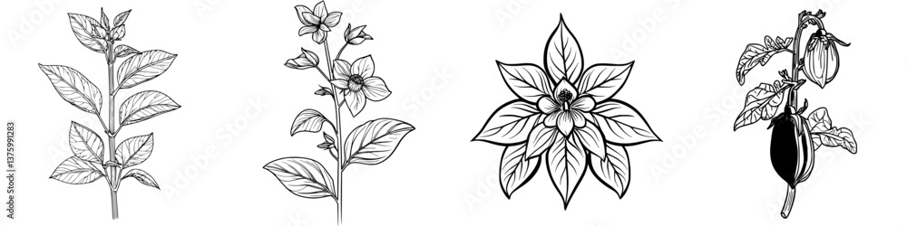 Botanical illustrations of various plants showcasing intricate details and natural beauty in a minimalist black and white style Botanical illustrations of various plants showcasing intricate details and natural beauty in a minimalist black and white style