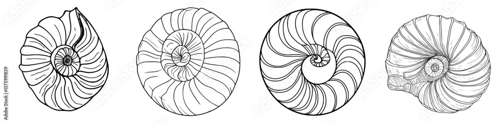 Unique collection of nautilus shells showcasing intricate patterns and details in black and white Unique collection of nautilus shells showcasing intricate patterns and details in black and white