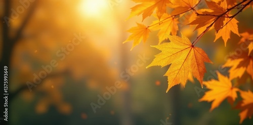 Golden autumn maple leaves falling against a softly blurred background of trees , autumn, blurred background, outdoors