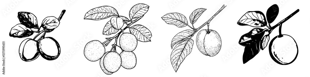 Illustrations of various fruit branches with leaves showcasing plums and similar fruits in a detailed botanical style Illustrations of various fruit branches with leaves showcasing plums and similar fruits in a detailed botanical style