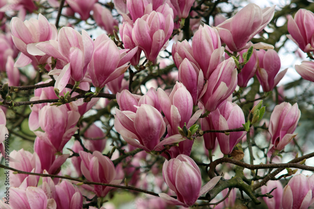 Magnolienblüte im Frühling Magnolienblüte im Frühling