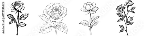 Sketches of various roses showcasing different styles and details in floral art