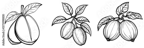 Various hand-drawn nuts and fruits showcasing their distinct shapes and leaves, ideal for botanical studies or illustrations