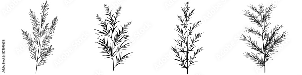 Multiple illustrations of rosemary sprigs showcasing detailed botanical designs for educational or decorative purposes Multiple illustrations of rosemary sprigs showcasing detailed botanical designs for educational or decorative purposes