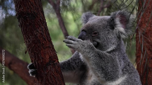 Koala climbing up tree