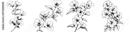 Detailed black and white sketches of bougainvillea flowers showcasing their unique features and forms