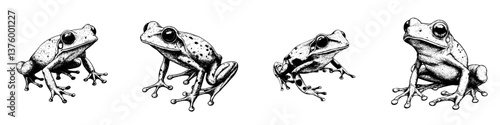 Illustrations of various frog species in detailed black and white contrasts showcasing their unique features and poses