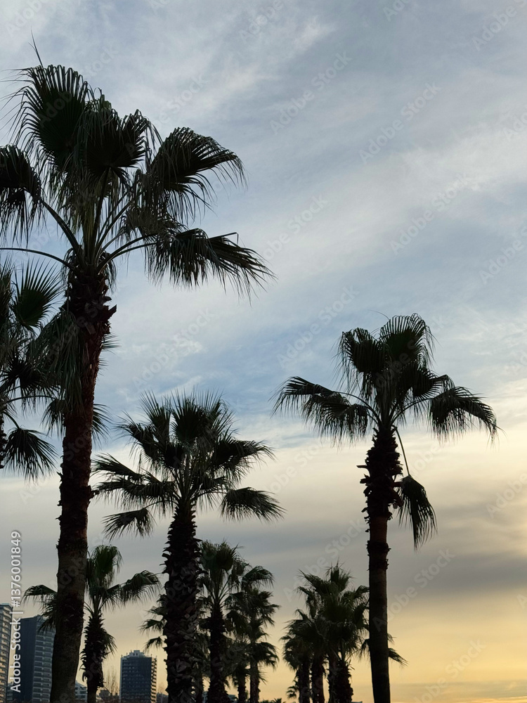 Silhouetted palm trees at sunset in an urban setting
