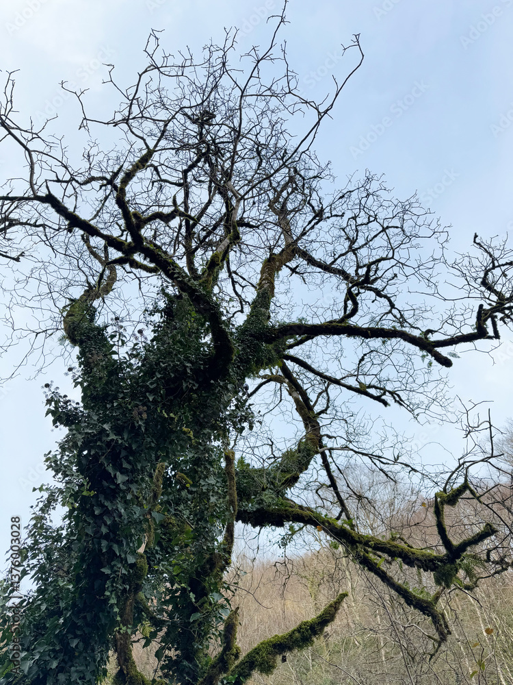 Moss-Covered Tree with Bare Twisting Branches
