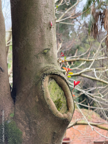 Obraz na płótnie Tree with Hollow Knot and New Red Sprouts w salonie