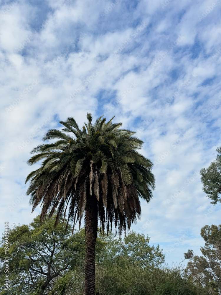 Tall Palm Tree Against a Partly Cloudy Sky